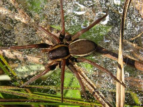 Dolomedes resmi