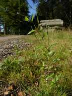 Epilobium resmi