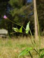 Epilobium resmi