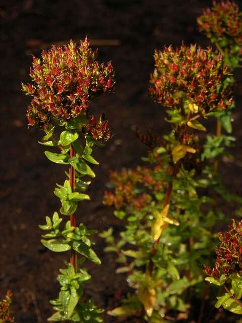 Imagem de Hypericum tetrapterum Fries