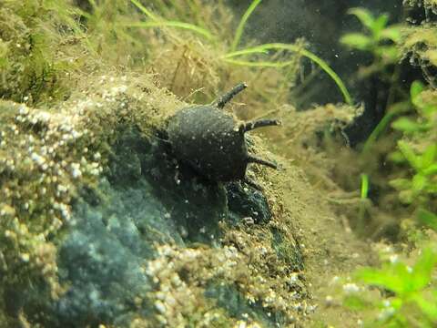 Image of horned nerite