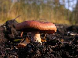 Image of Milk Cap Mushrooms