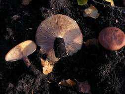 Image of Milk Cap Mushrooms