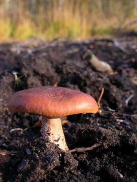 Image of Milk Cap Mushrooms