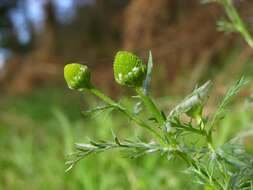 Image of mayweed