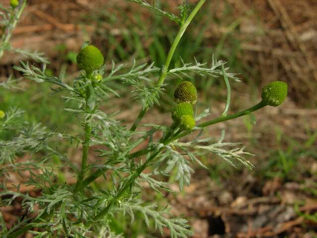 Image of mayweed