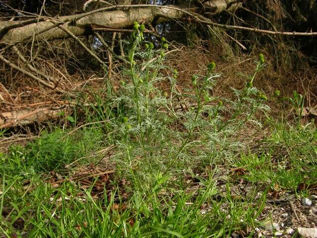 Image of mayweed