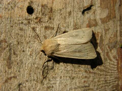 Image of Leucaniini