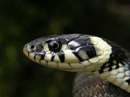 Image of Grass snakes