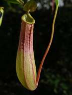 Image of tropical pitcher plants