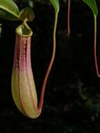 Image of tropical pitcher plants