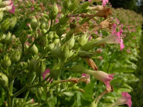 Image of tobacco