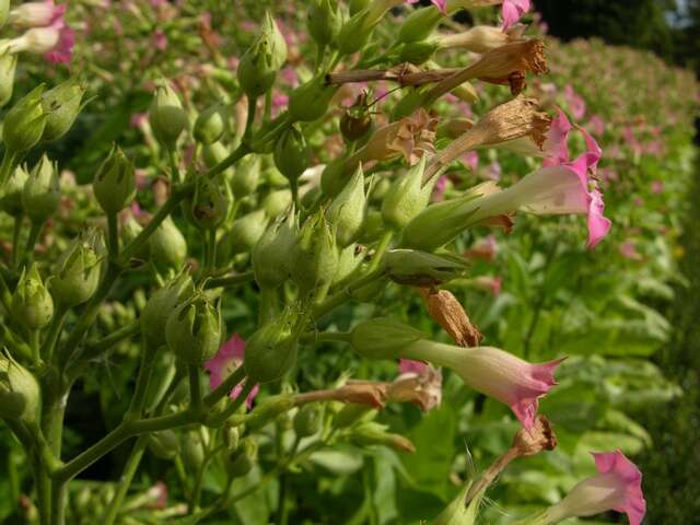 Plancia ëd Nicotiana