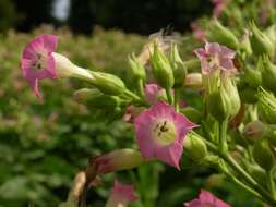 Plancia ëd Nicotiana