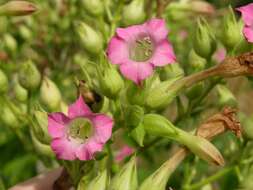 Image of tobacco