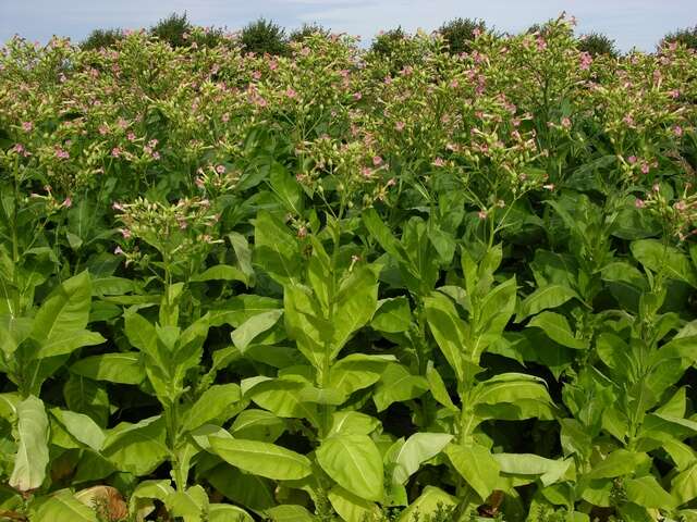 Image of tobacco