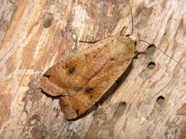 Image of Yellow Underwings