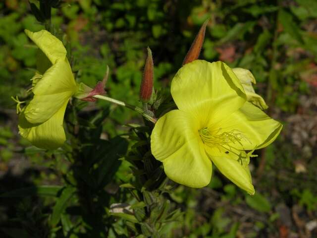 Imagem de Oenothera