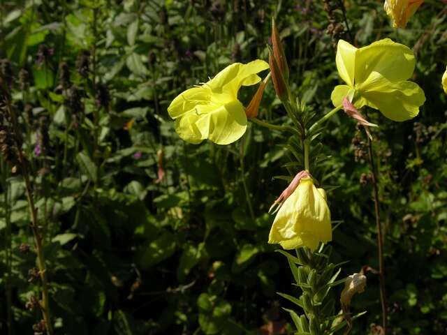 Imagem de Oenothera