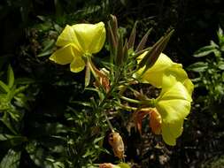 Imagem de Oenothera