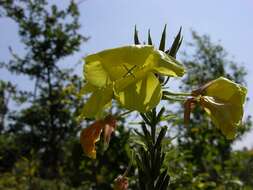 Imagem de Oenothera