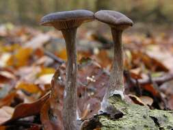 Image of Pseudoclitocybe