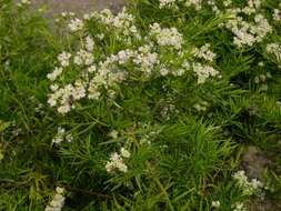 Image of mountainmint