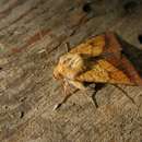 Image of bordered sallow