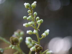 Image of threeleaf soapberry