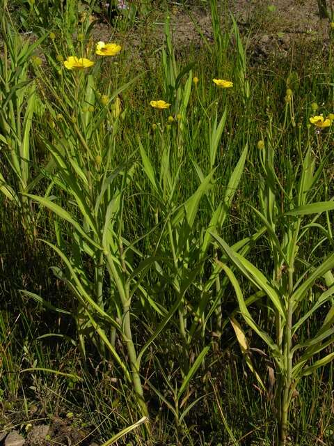 Image of Greater Spearwort