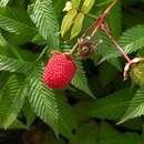 صورة Rubus illecebrosus Focke