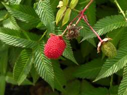 Image of strawberry raspberry