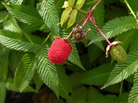 Image of strawberry raspberry