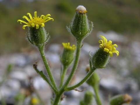 Image of sticky groundsel