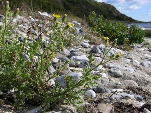 Image of sticky groundsel