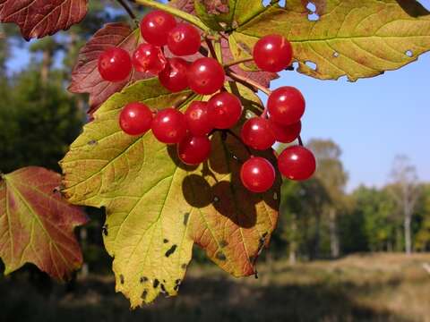 Image of Guelder Rose