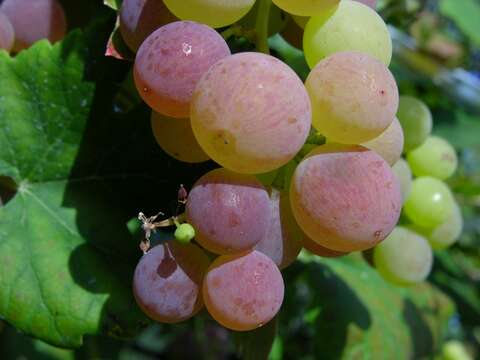 Image of grape