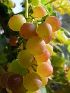 Image of grape