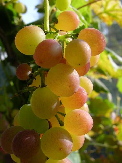 Image of grape