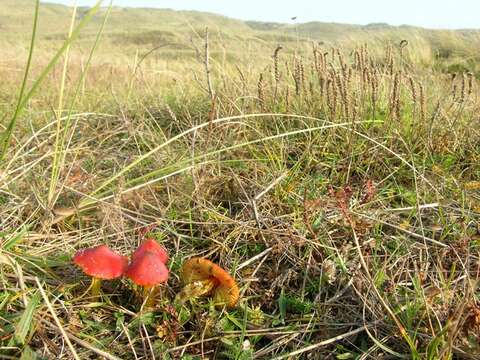 Image of Hygrocybe conicoides (P. D. Orton) P. D. Orton & Watling 1969