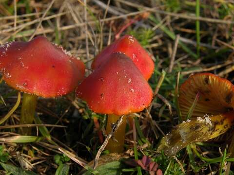 Image of Hygrocybe conicoides (P. D. Orton) P. D. Orton & Watling 1969