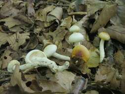 Слика од Hygrophorus unicolor Gröger 1980