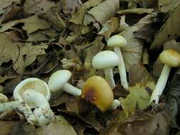 Слика од Hygrophorus unicolor Gröger 1980