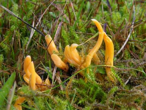 Imagem de Clavulinopsis luteoalba (Rea) Corner 1950