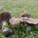 Plancia ëd Agaricus cupreobrunneus (Jul. Schäff. & Steer) Pilát 1951