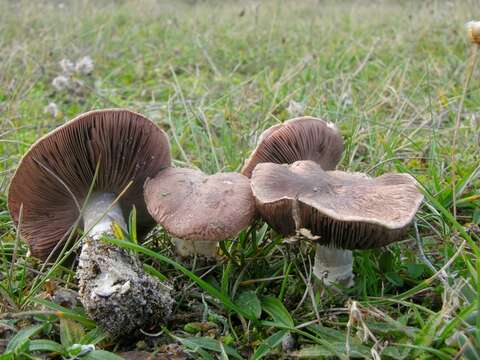 Plancia ëd Agaricus cupreobrunneus (Jul. Schäff. & Steer) Pilát 1951