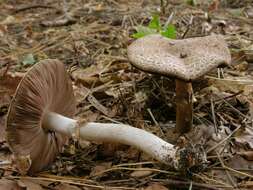 Imagem de Agaricus impudicus (Rea) Pilát 1951