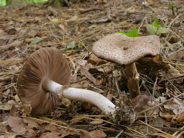 Imagem de Agaricus impudicus (Rea) Pilát 1951