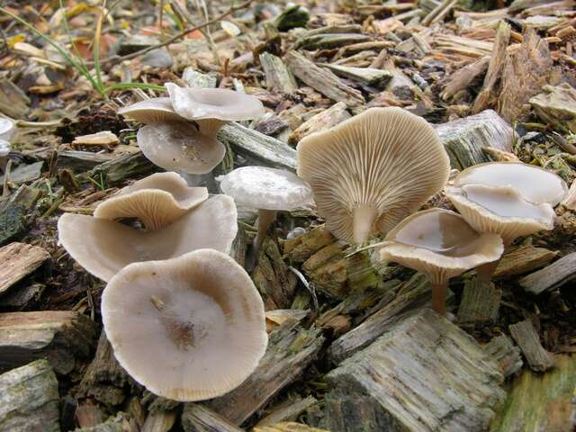 Image of Clitocybe metachroa (Fr.) P. Kumm. 1871