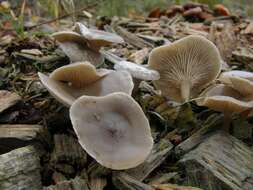 Image of Clitocybe metachroa (Fr.) P. Kumm. 1871